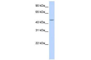 WB Suggested Anti-CPE Antibody Titration: 0. (CPE anticorps  (N-Term))