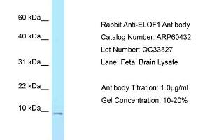 Western Blotting (WB) image for anti-Elongation Factor 1 Homolog (ELOF1) (N-Term) antibody (ABIN2788445) (ELOF1 anticorps  (N-Term))
