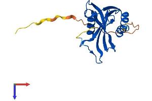 AlphaFold protein structure predicition of Mouse Recombinant Nudt4 Protein, UniprotID Q8R2U6