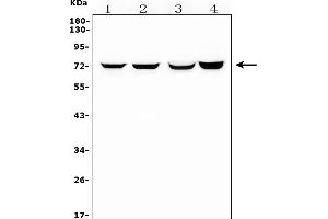Western blot analysis of HIF3A using anti-HIF3A antibody (ABIN7601137). (HIF3A anticorps  (AA 29-480))