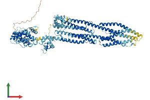 AlphaFold protein structure predicition of Human Recombinant ACTN1 Protein, UniprotID P12814