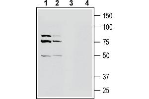 Western blot analysis of mouse brain membranes (lanes 1 and 3) and rat brain membranes (lanes 2 and 4): - 1-2.