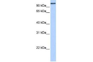 MICALL1 antibody used at 0. (MICAL-Like 1 anticorps  (N-Term))