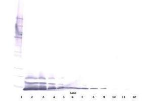 Image no. 4 for anti-Chemokine (C-X-C Motif) Ligand 14 (CXCL14) antibody (ABIN465240) (CXCL14 anticorps)