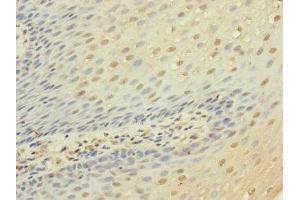 Immunohistochemistry of paraffin-embedded human tonsil tissue using ABIN7158286 at dilution of 1:100 (CD53 anticorps  (AA 100-180))