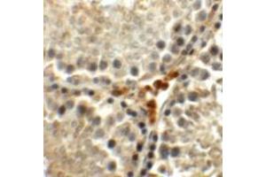 Immunohistochemistry (IHC) image for anti-Meiosis Expressed Gene 1 Homolog (MEIG1) (C-Term) antibody (ABIN1030515) (MEIG1 anticorps  (C-Term))