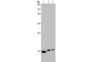 Western Blotting (WB) image for anti-NADH Dehydrogenase (Ubiquinone) 1 alpha Subcomplex, Assembly Factor 4 (NDUFAF4) antibody (ABIN2433437) (NDUFAF4 anticorps)