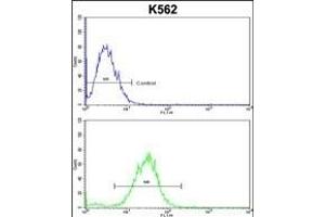 CDC5L Antibody (Center) (ABIN652896 and ABIN2842578) flow cytometric analysis of k562 cells (bottom histogram) compared to a negative control cell (top histogram). (CDC5L anticorps  (AA 187-213))