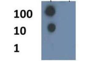 Dot Blot of Rabbit Histone H4 [ac Lys8] Antibody.