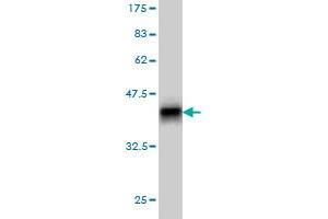 Western Blot detection against Immunogen (36. (PPM1F anticorps  (AA 1-100))