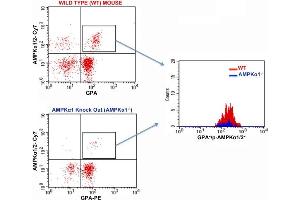FACS Analysis of Glycophorin A and phospho-AMPK alpha 1/2 (Thr172/183) in Red Blood Cells in WT and AMPK alpha 1 knockout mice using Rabbit Anti-GPA Polyclonal Antibody (bs-2575R-PE) and Rabbit anti-pAMPK alpha1/2 Thr172/183 (bs-4002R-Cy7). (PRKAA1/PRKAA2 anticorps  (pThr172, pThr183) (Cy7))