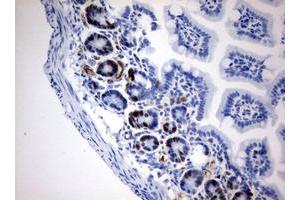 Immunohistochemistry (IHC) image for anti-Iododeoxyuridine (IdU) antibody (ABIN2669980) (IdU anticorps)