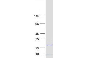 Validation with Western Blot (MRPL47 Protein (Transcript Variant 2) (Myc-DYKDDDDK Tag))