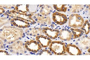 Detection of CYCS in Human Kidney Tissue using Polyclonal Antibody to Cytochrome C (CYCS)