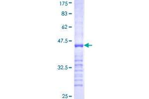 Image no. 1 for phosphodiesterase 1B, Calmodulin-Dependent (PDE1B) (AA 437-536) protein (GST tag) (ABIN1314453)