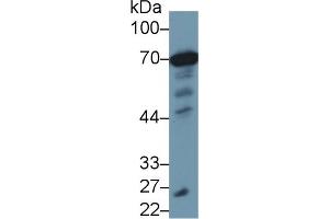 Detection of HSPA1A in Porcine Liver lysate using Anti-Heat Shock 70 kDa Protein 1A (HSPA1A) Monoclonal Antibody