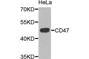 Western blot analysis of extracts of HeLa cells, using CD47 antibody. (CD47 anticorps)