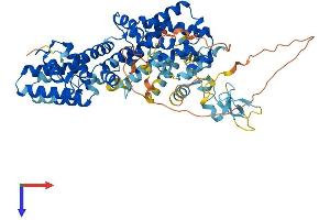 AlphaFold protein structure predicition of Human Recombinant RASGRP2 Protein, UniprotID Q7LDG7