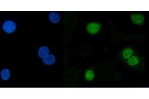 IF analysis of Hsp40/DNAJB1 using anti-Hsp40/DNAJB1 antibody (ABIN7602895). (DNAJB1 anticorps  (C-Term))