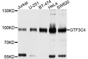 Western blot analysis of extracts of various cell lines, using GTF3C4 antibody. (GTF3C4 anticorps)