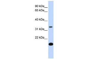 FST antibody used at 1 ug/ml to detect target protein. (Follistatin anticorps  (Middle Region))