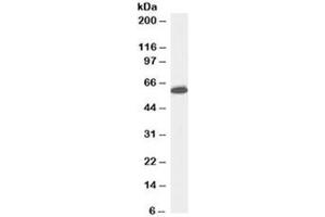 Western blot testing of Jurkat lysate with Nup50 antibody at 0. (NUP50 anticorps)