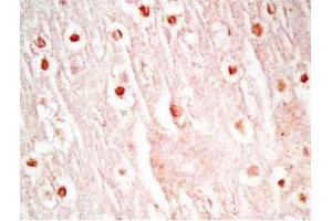 Mouse brain tissue was stained by Rabbit Anti-Neuropeptide S, Prepro (23-67)  (Mouse) Antibody (NPS anticorps  (Preproprotein))