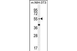 Western blot analysis in mouse NIH-3T3 cell line lysates (35ug/lane).