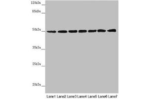 Western blot All lanes: UQCRC1 antibody at 2.