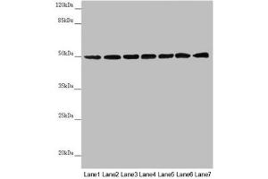 Western blot All lanes: UQCRC1 antibody at 2. (UQCRC1 anticorps  (AA 156-480))