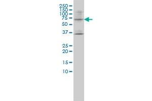LILRB1 monoclonal antibody (M01), clone 3D3-1D12 Western Blot analysis of LILRB1 expression in SW-13 . (LILRB1 anticorps  (AA 18-650))