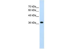 LONRF1 antibody used at 2. (LONRF1 anticorps  (N-Term))