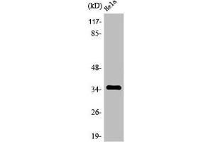 Western Blot analysis of HepG2 cells using Olfactory receptor 4C6 Polyclonal Antibody (OR4C6 anticorps  (Internal Region))