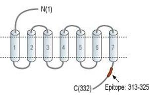 Representative domain view of the target of ABIN7885577.
