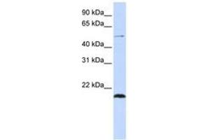 Image no. 1 for anti-Zinc Finger Protein 683 (ZNF683) (N-Term) antibody (ABIN6742664) (ZNF683 anticorps  (N-Term))