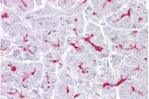 Immunohistochemistry with Pancreas tissue at an antibody concentration of 5µg/ml using anti-TRPM5 antibody (ARP35242_P050)