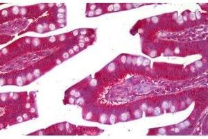 Anti-PRUNE antibody IHC staining of human small intestine. (PRUNE anticorps)