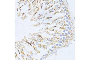 Immunohistochemistry of paraffin-embedded rat testis using CYCS antibody. (Cytochrome C anticorps  (AA 1-105))