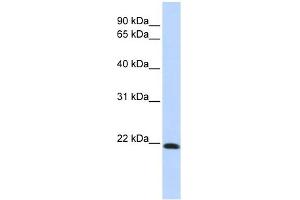 Claudin 7 antibody used at 1 ug/ml to detect target protein. (Claudin 7 anticorps  (Middle Region))