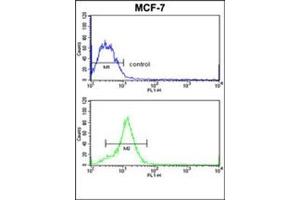 Flow cytometric analysis of MCF-7 cells using HMGA1 / HMGIY Antibody (C-term) CAt. (HMGA1 anticorps  (C-Term))