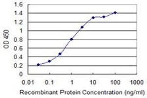 anti-Acyl-CoA Oxidase 2, Branched Chain (Acox2) (AA 582-681) antibody