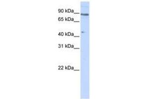ZNF280C antibody  (N-Term)