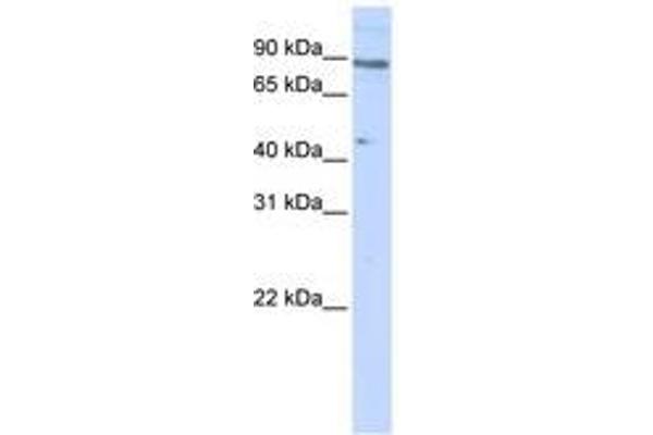 ZNF280C antibody  (N-Term)