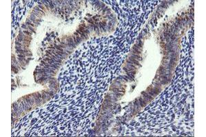 Image no. 5 for anti-Armadillo Repeat Containing 1 (ARMC1) antibody (ABIN1496727) (ARMC1 anticorps)
