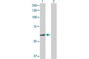 Western Blot analysis of GABPA expression in transfected 293T cell line by GABPA MaxPab polyclonal antibody.