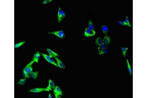 Immunofluorescent analysis of Hela cells using ABIN7167652 at dilution of 1:100 and Alexa Fluor 488-congugated AffiniPure Goat Anti-Rabbit IgG(H+L)