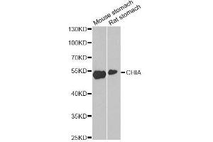 Western blot analysis of extracts of various cell lines, using CHIA antibody. (CHIA anticorps  (AA 1-368))