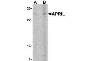 Western blot analysis of APRIL expression in K562 cells with AP30074PU-N APRIL antibody at (A) 5 and (B) 10 μg/ml. (TNFSF13 anticorps  (Extracellular Domain))