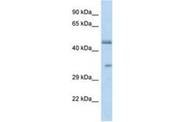 OR2L8 anticorps  (C-Term)