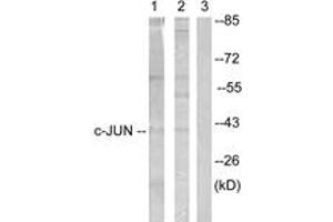 Western blot analysis of extracts from Jurkat cells, treated with Paclitaxel 1uM 60', using c-Jun (Ab-231) Antibody. (C-JUN anticorps  (AA 201-250))